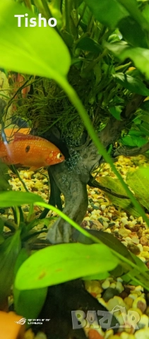 Нигрофасциатум и Лифалили, снимка 3 - Рибки - 52507226