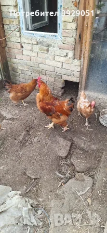Продавам кокошки