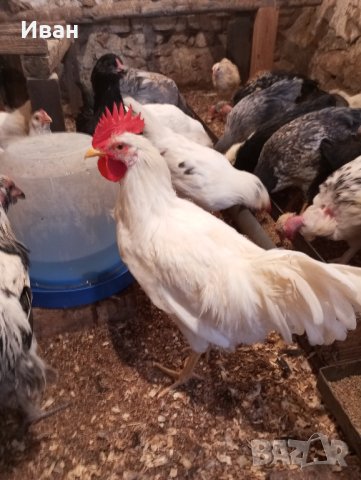 петлета и пилета различни породи , снимка 6 - Кокошки и пуйки - 44159031