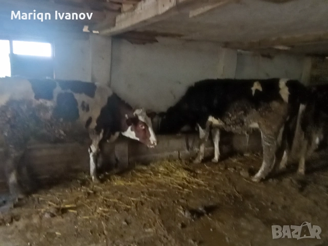 Продавам крави и теле, снимка 5 - Крави - 53633254