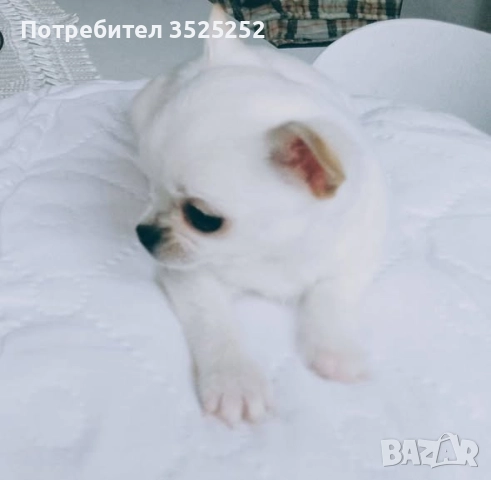 ПРОДАВАМ  ЧИХУАХУА-МИНИ , БЯЛО МОМЧЕНЦЕ НА 2 М. СЪС  ЗДРАВЕН ПАСПОРТ ! , снимка 4 - Чихуахуа - 52811877