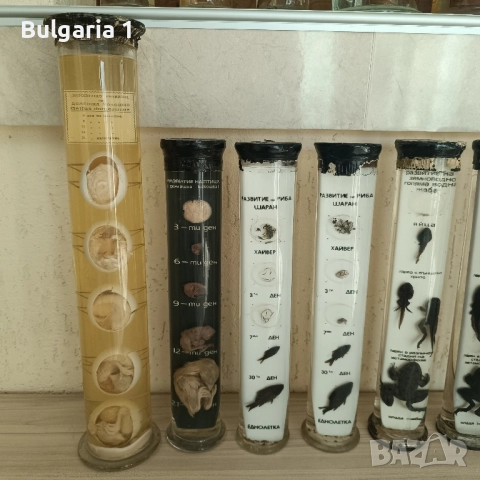 Консервирани Препарирани влечуги животни и морски обитатели в стъкленица, снимка 5 - Други - 52479835