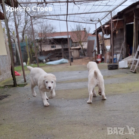 Но 50 дни женски, снимка 2 - Алабай - 53429730