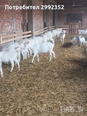 Saanski jenski qreta chistakravni sas sertifikat za poroda , снимка 5 - Кози - 49261553