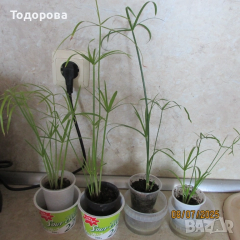 стайни цветя, снимка 6 - Стайни растения - 50959976