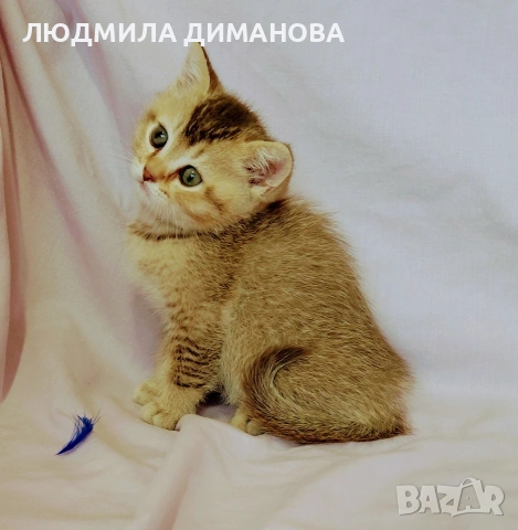 Шотландско мъжко златна чинчила. , снимка 3 - Британска късокосместа - 53655488