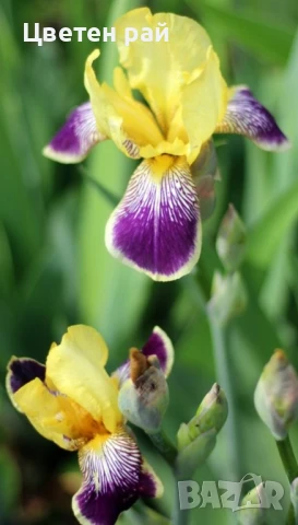 Ризоми на ириси микс цвят на късмет от показаните , снимка 5 - Градински цветя и растения - 51088604