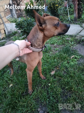 Продавам мъжки пинчер