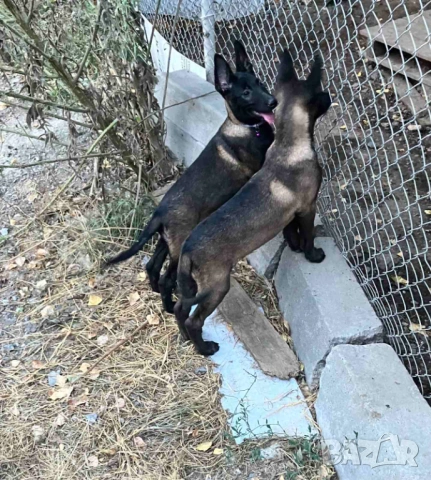 Малиноа- белгийска овчарка, снимка 5 - Белгийска овчарка - 53569363