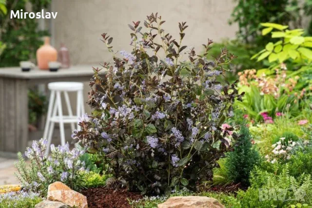 Калифорнийски люляк (Червенолистен), снимка 5 - Градински цветя и растения - 49665645