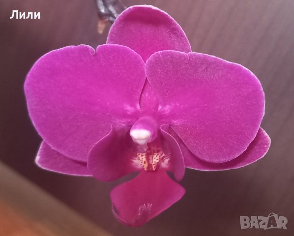 Орхидея фаленопсис мултифлора , снимка 2 - Стайни растения - 38671299