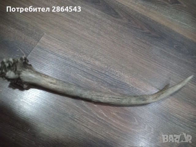 Еленско рогче