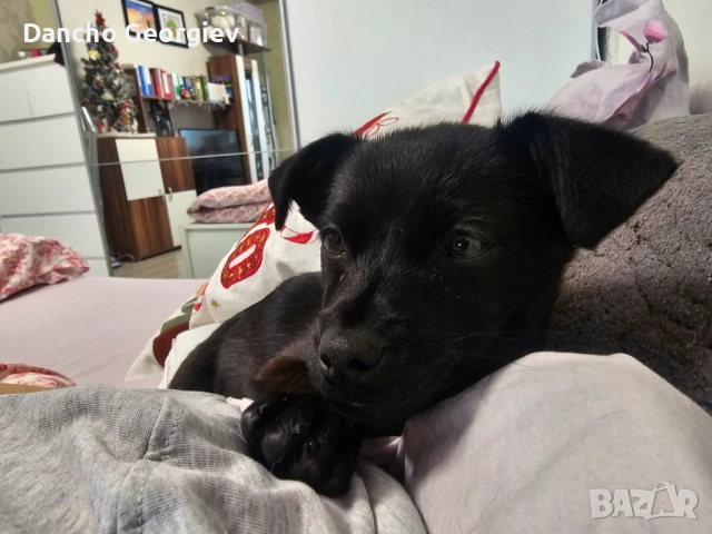 Айра си търси дом, снимка 3 - Други - 53079049