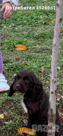 кокер-спрингел, снимка 1