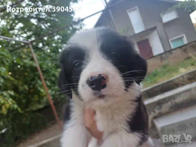 Кученце СПЕШНО търси дом!, снимка 2 - Бордър коли - 55942439