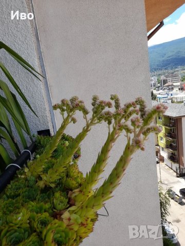 Планинска роза,Алпийска роза,Дебела Мара,Дебелец, Бабино ухо, Семпервивум , снимка 5 - Градински цветя и растения - 41711239