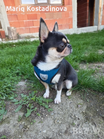 Чихуахуа за разплод, снимка 3 - Чихуахуа - 52509051