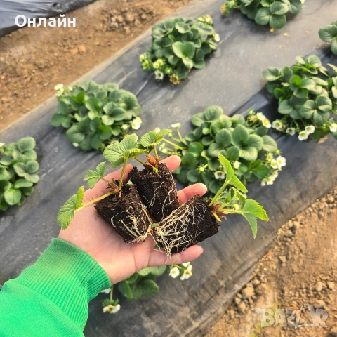 Разсад ягоди в тарелка/табла