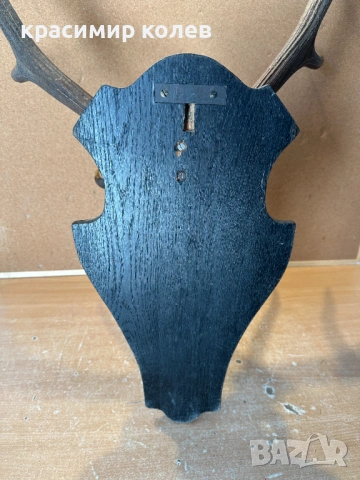 ловен трофей рога от Благороден елен, снимка 7 - Антикварни и старинни предмети - 53802921