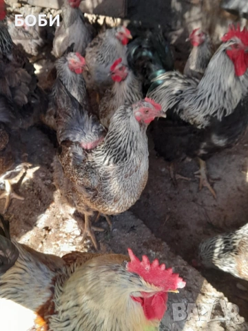 пилета катунски, снимка 3 - Кокошки и пуйки - 53454071