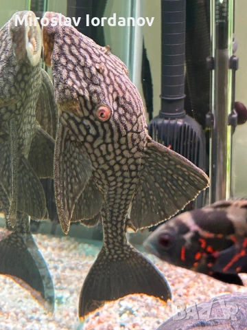 l330 watermelon pleco 25см