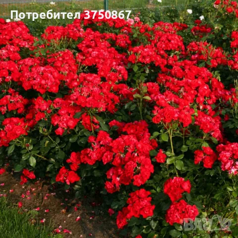🌹РОЗА 🌹 Black Forest Rose® 🌹, снимка 2 - Градински цветя и растения - 56041271