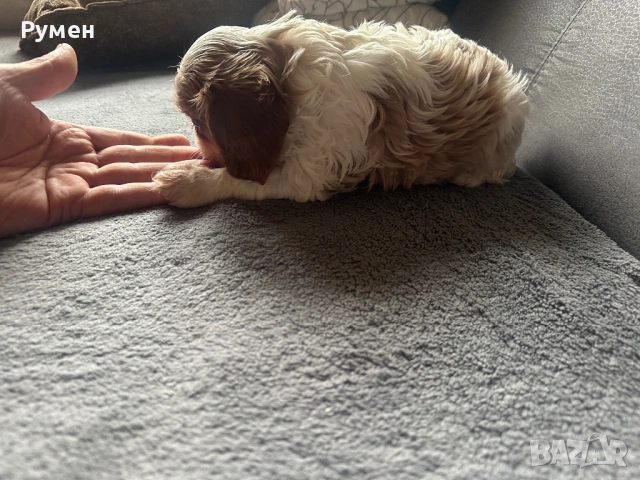 Продавам малки каварчета, снимка 13 - Кавалер кинг чарлз шпаньол - 53594873