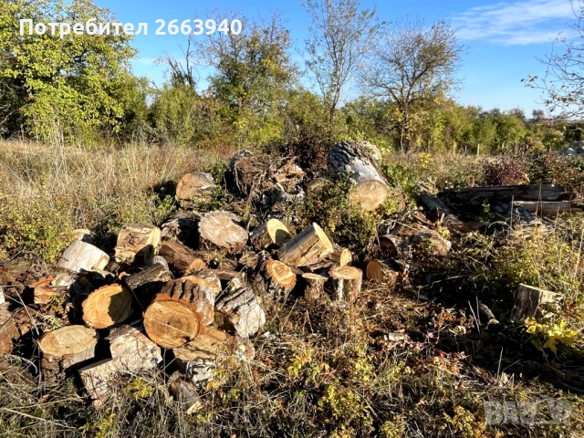 Трупи/дърва за огрев