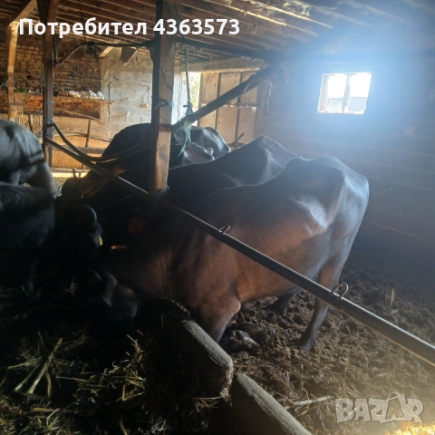  Продавам биволи и овце