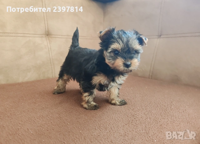 Йоркширски териер - женско , снимка 6 - Йоркширски териер - 53610267