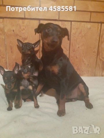 Чистокръвни немски пинери, снимка 7 - Пинчер - 52995417