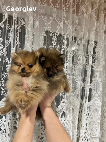 Померанчета 2 момче и 1 момиче, снимка 3 - Померан - 52976758