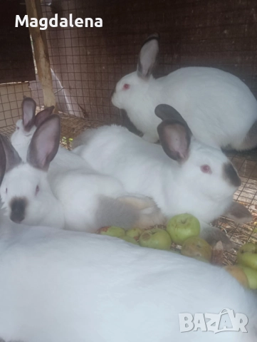 Калифорнийски зайчета , снимка 4 - Други - 51296656