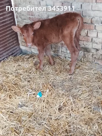 Мъжки Абърдийн 15 дни 