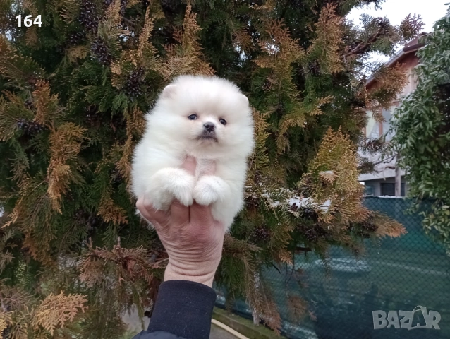 Момиченце. Померан., снимка 5 - Померан - 53436707