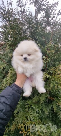 Померен , снимка 2 - Померан - 35755799