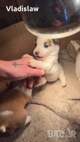 Джак ръсел бебета, снимка 2 - Джак ръсел териер - 53292063