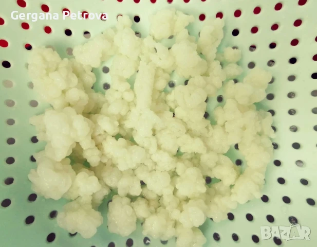 Кефирена Млечна Тибетска Гъба