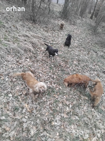 6 бр работещи кучета , снимка 11 - Кокер шпаньол - 53461757