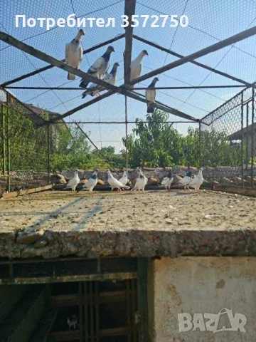 Унгарски гълъби, снимка 3 - Гълъби - 55770988