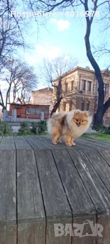 Померан Момиче с Родословие FCI, снимка 3 - Померан - 52822321