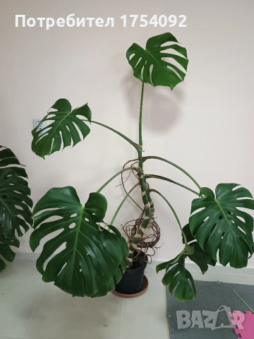 Monstera Deliciosa