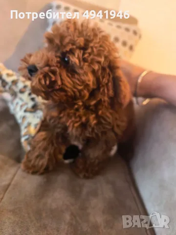 Продавам той пуделче/ toy poodle, снимка 3 - Пудели - 55975781