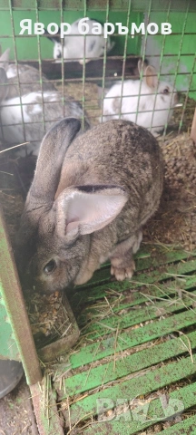 зайци, снимка 2 - Други животни - 53458406