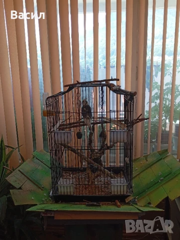 продавам мъжка корела, снимка 2 - Папагали - 51025524