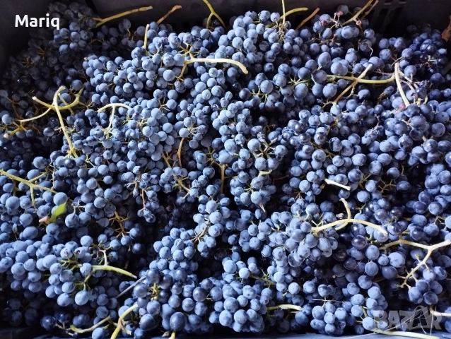 0,98 лв/кг Винени сортове грозде, снимка 1