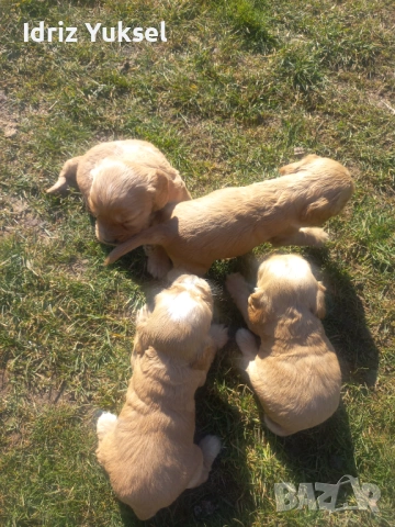 Кокер шпаньолчета, снимка 2 - Шпаньоли - 53474189