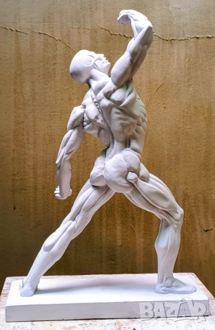 Екорше / Анатомична фигура / Гипсов модел