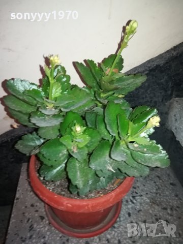 ЦВЕТЕ В САКСИЯ-КАЛАНХОЕ 1802240811, снимка 7 - Стайни растения - 44348275