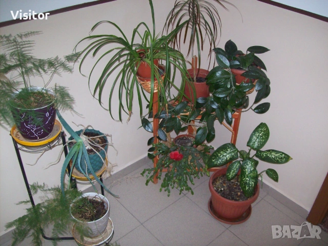 Kodak EasyShare C713, снимка 15 - Фотоапарати - 53432963